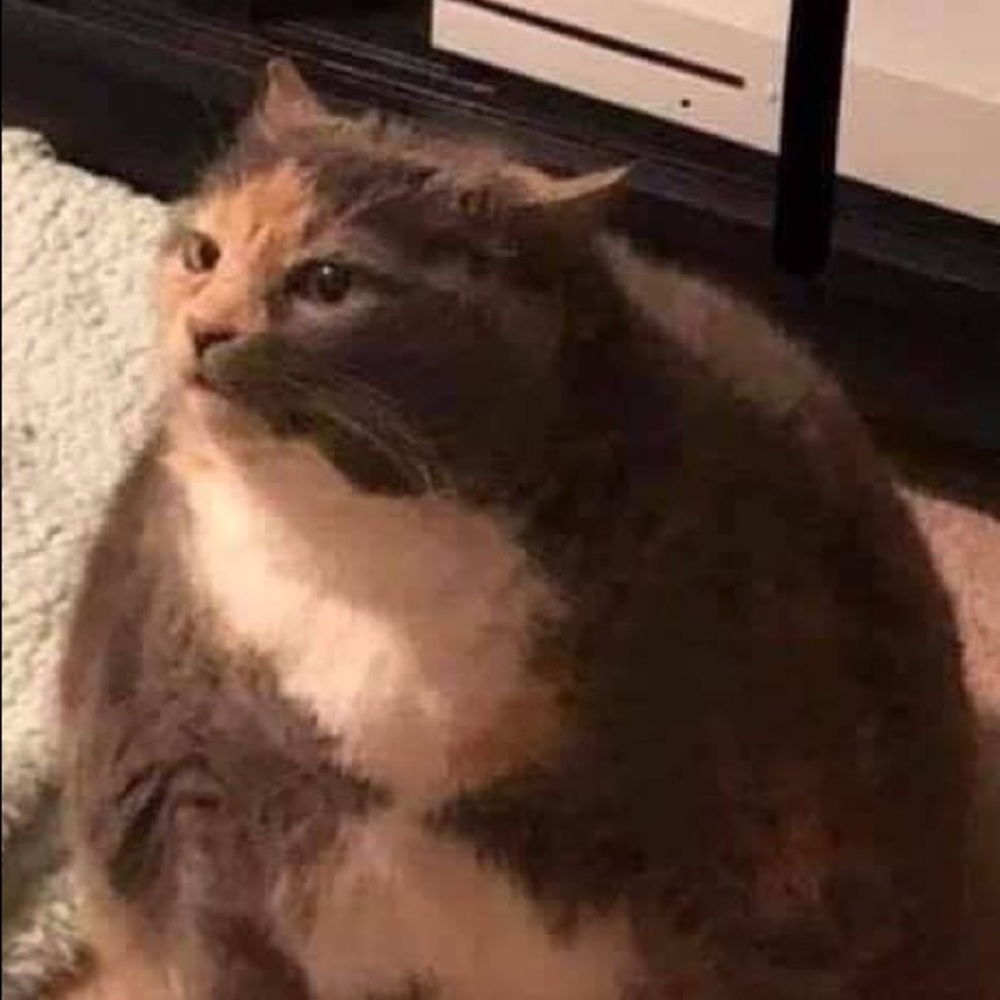 Meet your Posher, Saffire